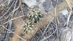 Ancistrocactus scheeri