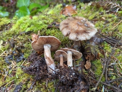 Cortinarius sordidemaculatus