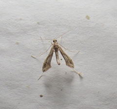 Lineodes integra