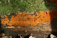 Botryobasidium simile