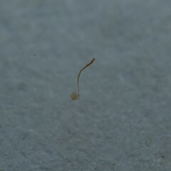 Cribraria microcarpa