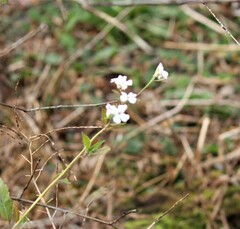 Arabidopsis arenosa