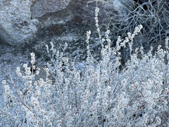Eriogonum wrightii nodosum