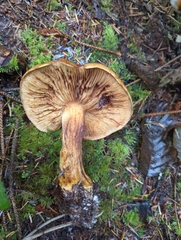 Calonarius elegantio-occidentalis