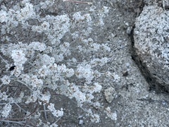 Eriogonum wrightii nodosum