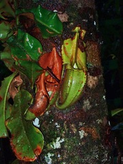 Nepenthes veitchii