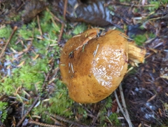 Calonarius elegantio-occidentalis