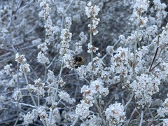 Eriogonum wrightii nodosum