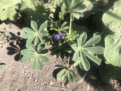 Lupinus succulentus