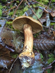 Calonarius elegantio-occidentalis