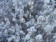 Eriogonum wrightii nodosum