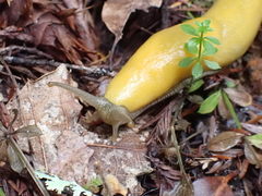 Ariolimax dolichophallus