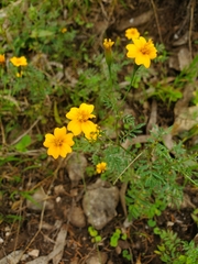 Tagetes tenuifolia