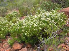 Prostanthera striatiflora