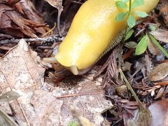 Ariolimax dolichophallus