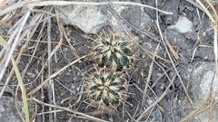 Ancistrocactus scheeri