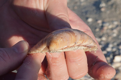 Veneridae