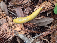 Ariolimax dolichophallus