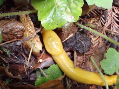 Ariolimax dolichophallus