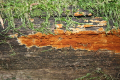 Botryobasidium simile