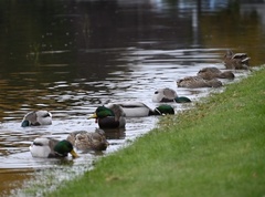 Anas platyrhynchos platyrhynchos