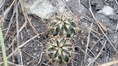 Ancistrocactus scheeri