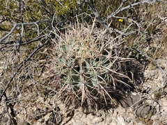 Homalocephala parryi