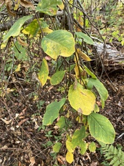 Dirca occidentalis