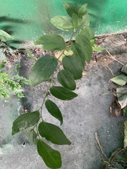 Celtis tetrandra
