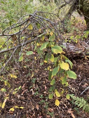 Dirca occidentalis