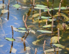 Potamogeton nodosus