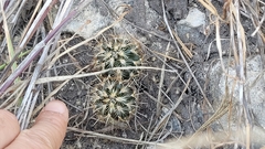 Ancistrocactus scheeri