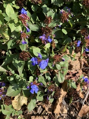 Ceratostigma