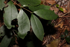Cyclophyllum longipetalum