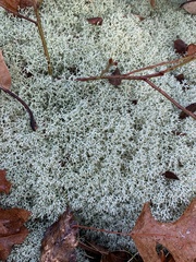 Cladonia evansii