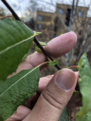 Salix bebbiana