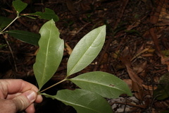Cyclophyllum longipetalum