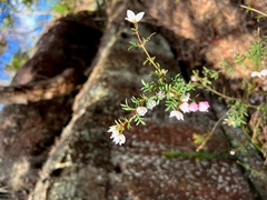 Boronia floribunda