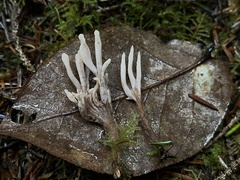 Clavulina castaneipes