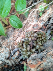 Anacampseros subnuda