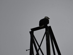 Haliaeetus leucocephalus washingtoniensis