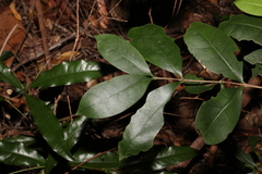 Cyclophyllum longipetalum