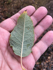Salix bebbiana