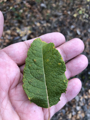 Salix bebbiana