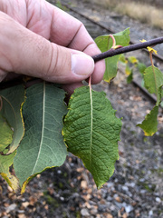 Salix bebbiana