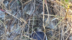 Ancistrocactus scheeri