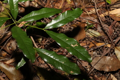 Beilschmiedia obtusifolia