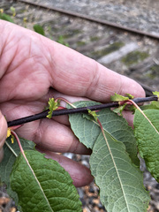 Salix bebbiana