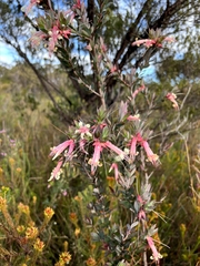 Styphelia triflora