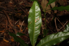 Beilschmiedia obtusifolia